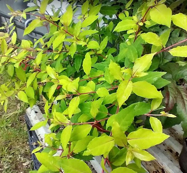 Fuchsia magellanica 'Gold Mountain' Thyboesminde Stauder